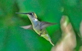 Humming Bird